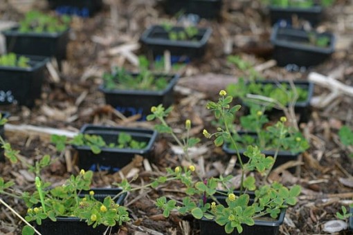Picture: The photo shows growing plants in square black flower pots arranged in rows in the soil of an experimental garden