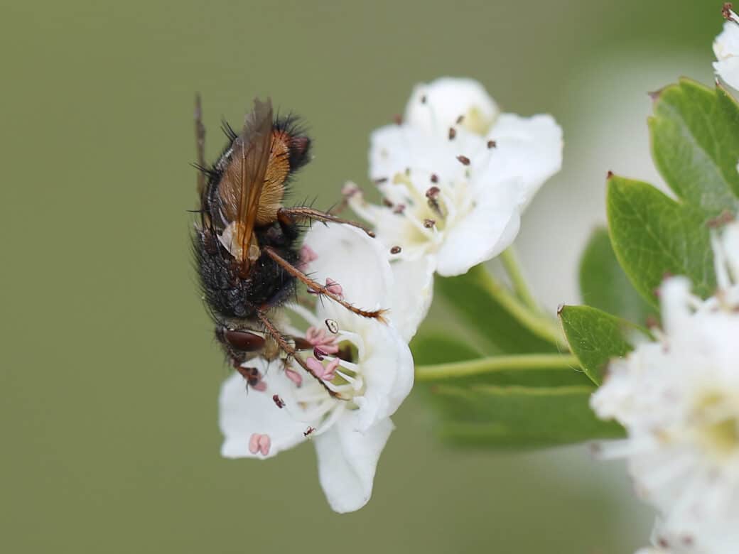 Abbildung: Das Foto zeigt eine Raupenfliege auf einer weißen Blüte.