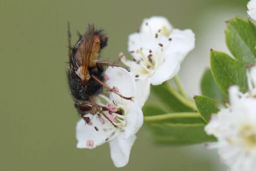 Figure: The photo shows a caterpillar fly on a white flower