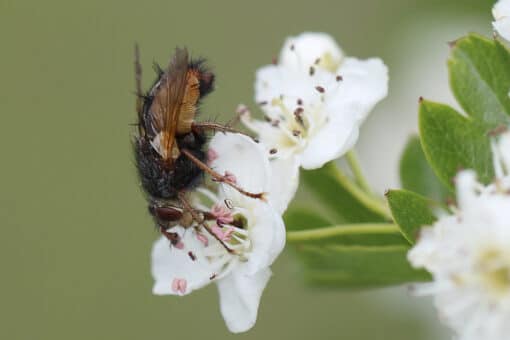 Abbildung: Das Foto zeigt eine Raupenfliege auf einer weißen Blüte.