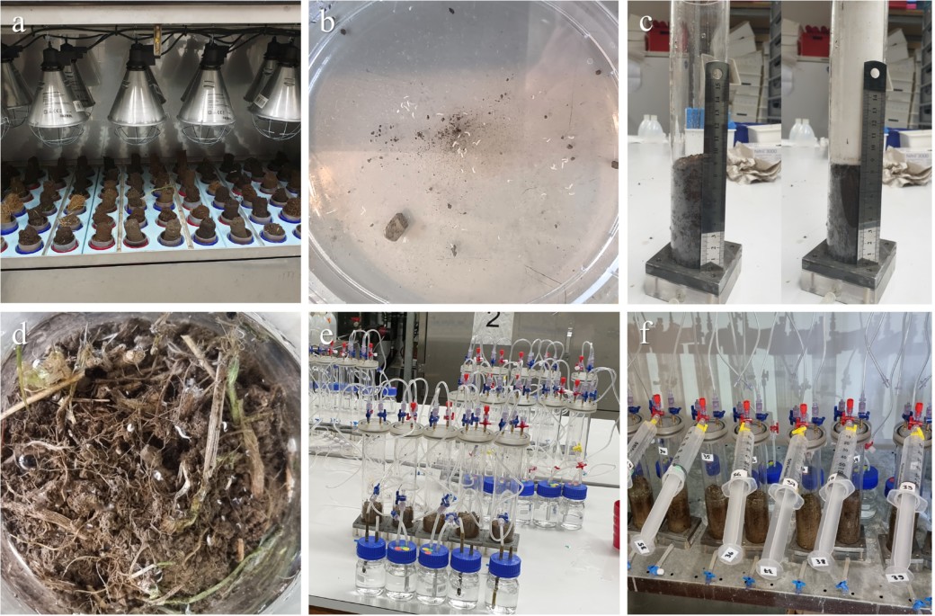 Picture: The collage shows six photos of the laboratory work of the Resoilience Project. Photo 1 shows soil cores in extractors, photo 2 shows a dish with extracted mesofauna, photo 3 shows defaunated soil cores in microcosms, photo 4 shows live extracted soil-dwelling invertebrates, photo 5 shows laboratory equipment of the microcosm experiment installation, and photo 6 shows laboratory equipment of the trace gas release measurement installation.