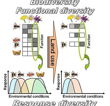 Abbildung: Das Schaubild zu Biodiversität stellt dar, dass durch Landnutzung sowohl die funktionelle Vielfalt als auch die Reaktionsvielfalt reduziert werden.