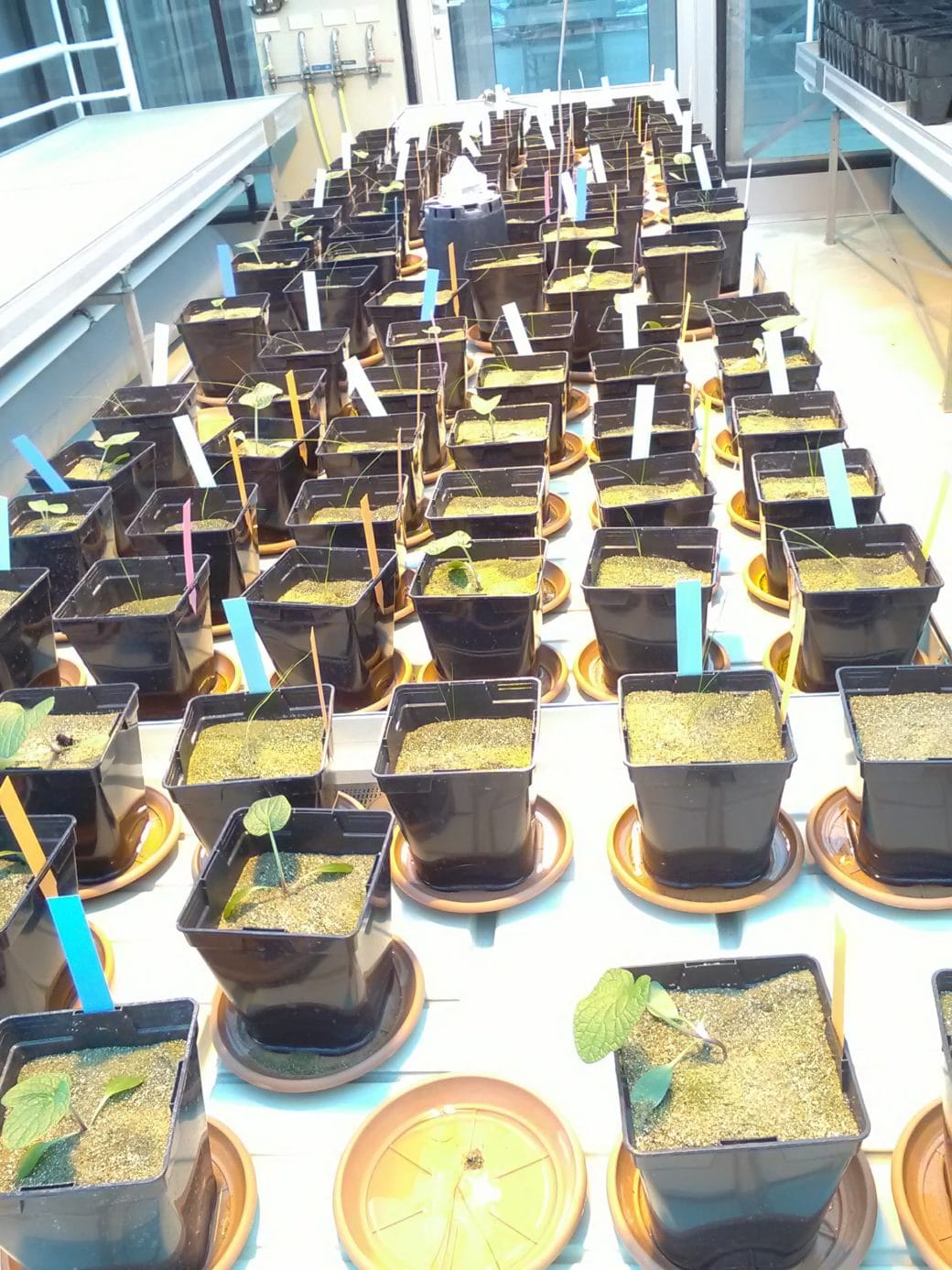 Picture: The photo shows a very long table in a greenhouse, on which about eighty black square plastic flower pots are placed, in which different grassland plants are grown to determine their root morphology. Marking strips in white, blue, yellow or pink are attached to many of the pots