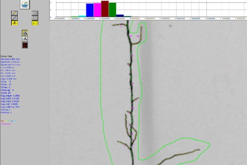 Abbildung: Der Screenshot zeigt die Bild-Analyse eines Wurzelsystems mit der Software Winrhizo.