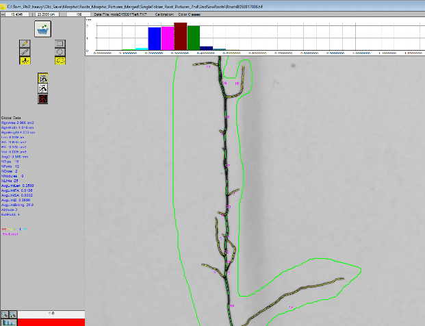 Picture: The screenshot shows the image analysis of a root system with the program Winrhizo