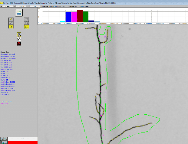 Abbildung: Der Screenshot zeigt die Bild-Analyse eines Wurzelsystems mit der Software Winrhizo.