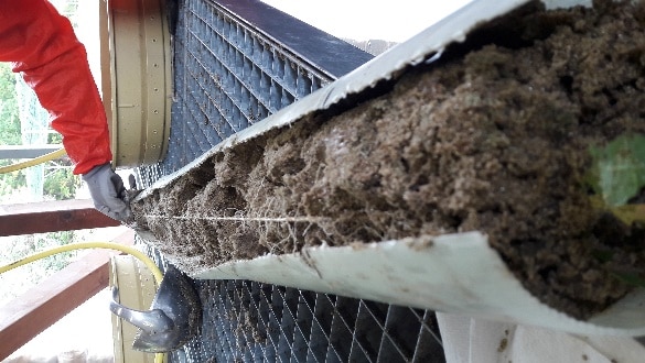 Picture: The photograph shows a long drill core in a cylindrical plastic casing resting on a grid grate. The casing is open lengthwise at the top. The arm and hand of a scientist can be seen inserting a thin rod into the drill core to determine the root depth.