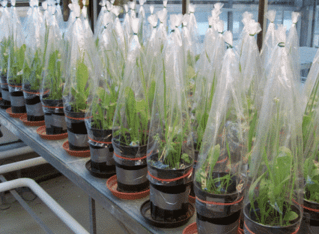 Picture: The photo shows several rows of black flower pots in a greenhouse, in which plants are growing. All plants are under closed transparent foils, which are attached to the flower pots with rubber bands.