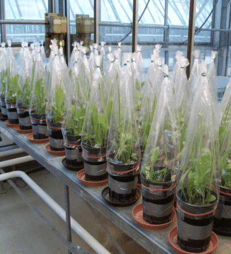 Picture: The photo shows several rows of black flower pots in a greenhouse, in which plants are growing. All plants are under closed transparent foils, which are attached to the flower pots with rubber bands.