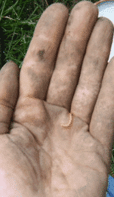Abbildung: Das Foto zeigt eine mit Erde verschmutzte offene Handfläche, auf der eine kleine gelblich-orangefarbene Raupe liegt.