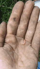 Picture: The photo shows an open palm soiled with soil, on which a small yellowish-orange caterpillar is lying.