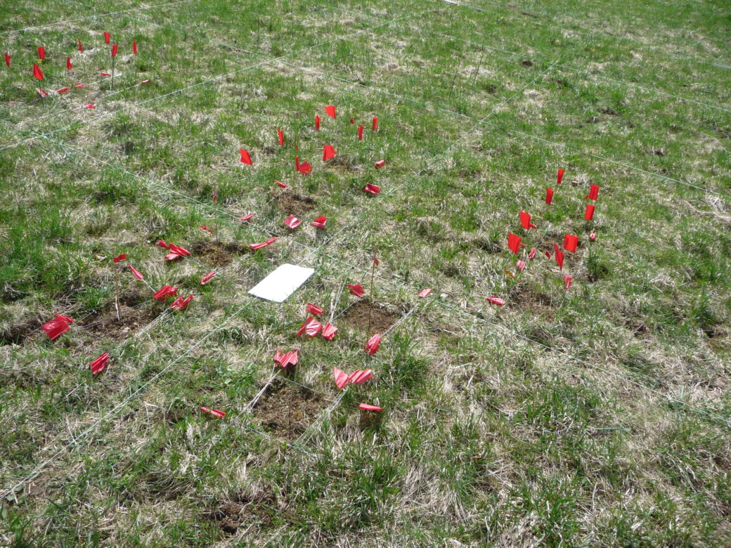 Picture: The photo shows a low grassy meadow where a grid has been laid out with strings to divide areas for plant recording and biomass sampling. Many marker sticks with red flags can be seen, either stuck in the ground or lying in the grass.