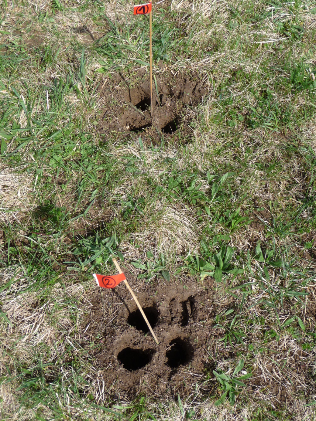 Picture: The photo shows a low grassy meadow with two places where soil sampling is taking place. Four cylindrical holes in the soil can be seen, arranged in a square. A marker flag is stuck in the middle of the square.