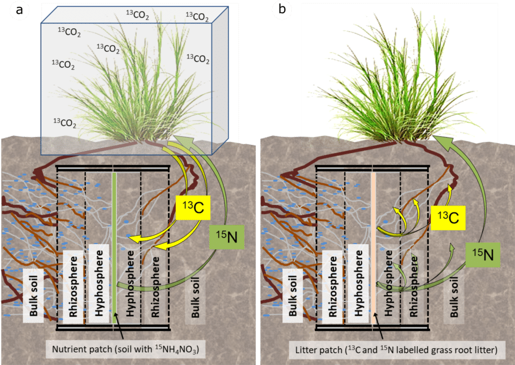 Picture: The diagram in parts A and B shows information on two experiments. Part A, viewed from the side, shows the diagram of a hypho-box buried in the ground, in which the hypho-sphere is separated from the rizo-sphere. The box consists of five vertically arranged ten millimetre wide compartments, i.e. areas separated by membranes. The two outer areas are accessible as the rizo-sphere, the two areas behind it as the hypo-sphere. In the area in the middle is a nutrient compartment. A plant is shown at the top of the earth's surface above the hypo box. An arrow leads from the nutrient compartment of the box upwards to the plant, which is labelled with the sign for heavy, stable isotopes of nitrogen. Leading from the plant to the hydro box are two arrows labelled with the sign for heavy, stable isotopes of carbon. One of the arrowheads ends in the hydro-sphere, one in the rhizo-sphere.
Part B of the diagram shows the following differences from part A: Instead of a nutrient compartment, there is a litter compartment in the box. Four arrows with nitrogen signs lead out of the compartment. One of the arrowheads is directed towards the plant, another into the surrounding soil and the last two into the area of the hydro-sphere and the rhizo-sphere inside the box. Also leading out of the nutrient compartment into the surrounding soil and the two spheres are arrows with carbon signs.