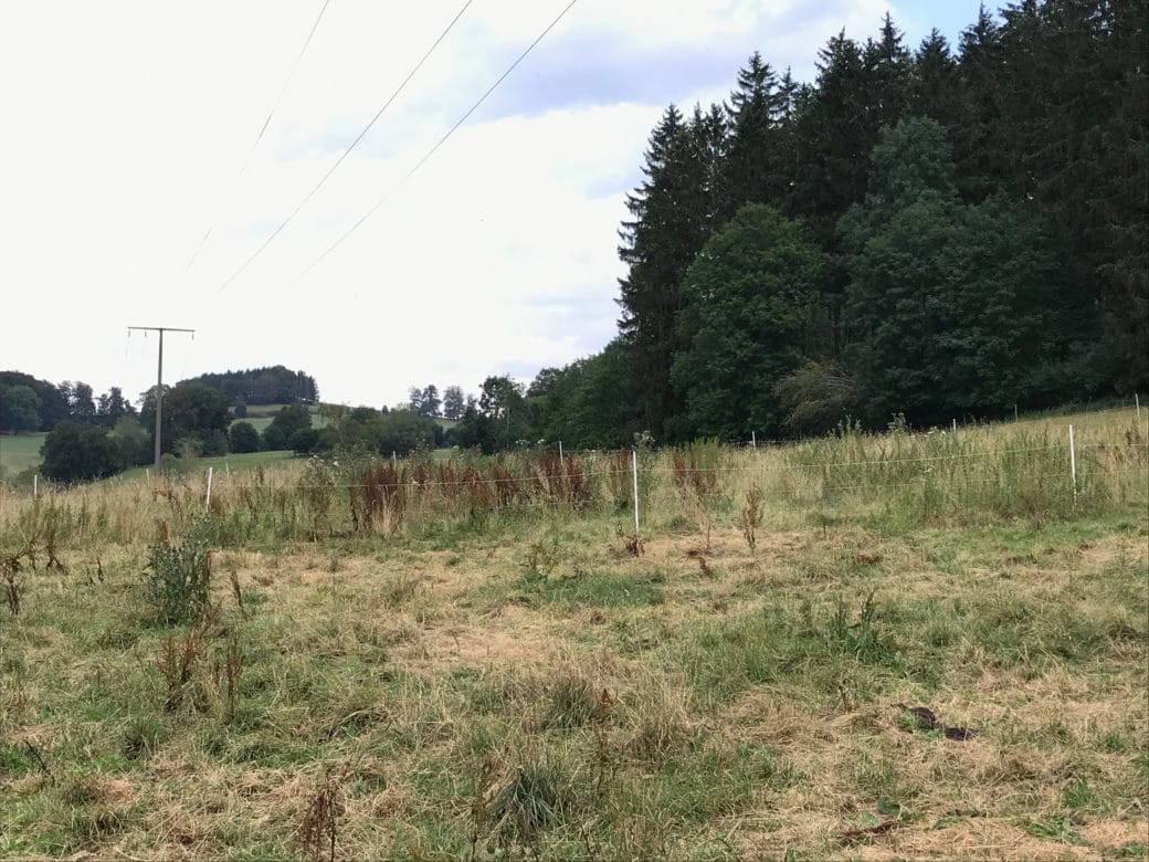 Picture: The photo shows a fenced plot with a meadow on which the grass is half green and half brown. To the right behind the meadow is a group of trees consisting of deciduous and coniferous trees. To the left behind are hills with more meadows and groups of trees as well as individual trees.