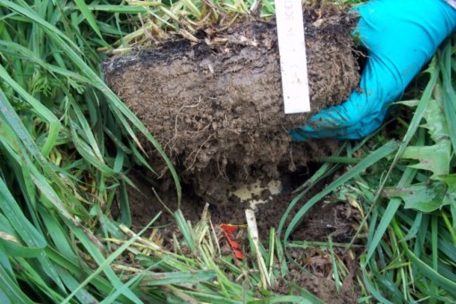 Picture: The photo shows a hand in a turquoise glove lifting a piece of soil between meadow grass. The thickness of the piece of soil is estimated at ten to fifteen centimetres.