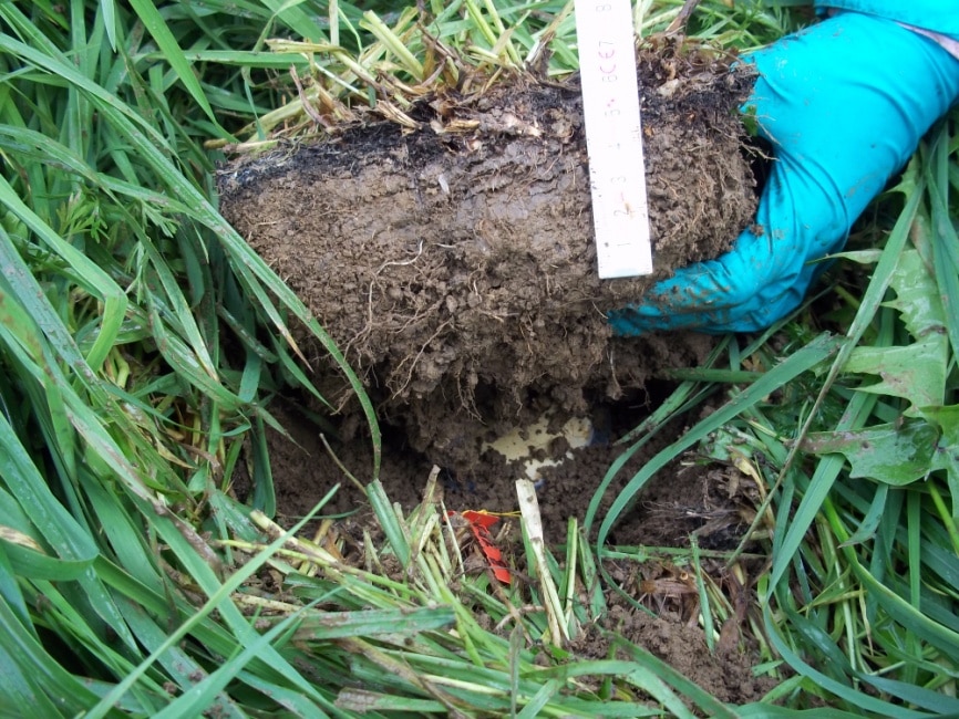 Picture: The photo shows a hand in a turquoise glove lifting a piece of soil between meadow grass. The thickness of the piece of soil is estimated at ten to fifteen centimetres.
