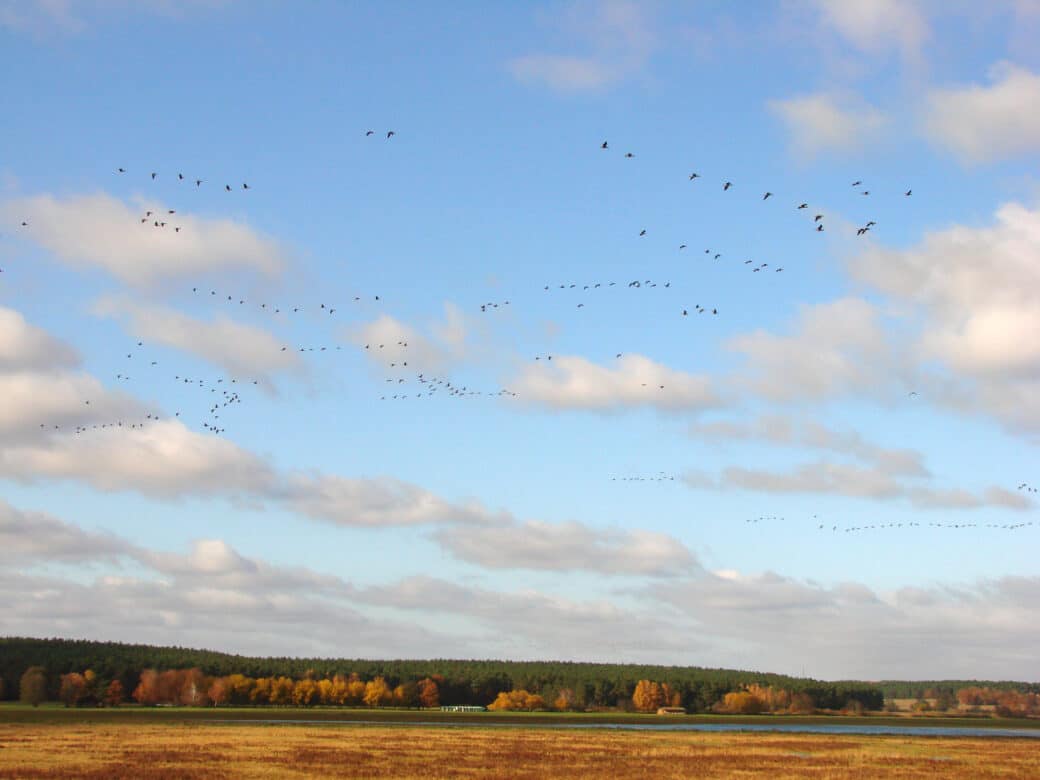 Figure: The photo shows a flock of birds over a lake against a blue sky with some clouds. Behind the lake is a coniferous forest, in front of which a row of deciduous trees with autumn colored foliage can be seen.