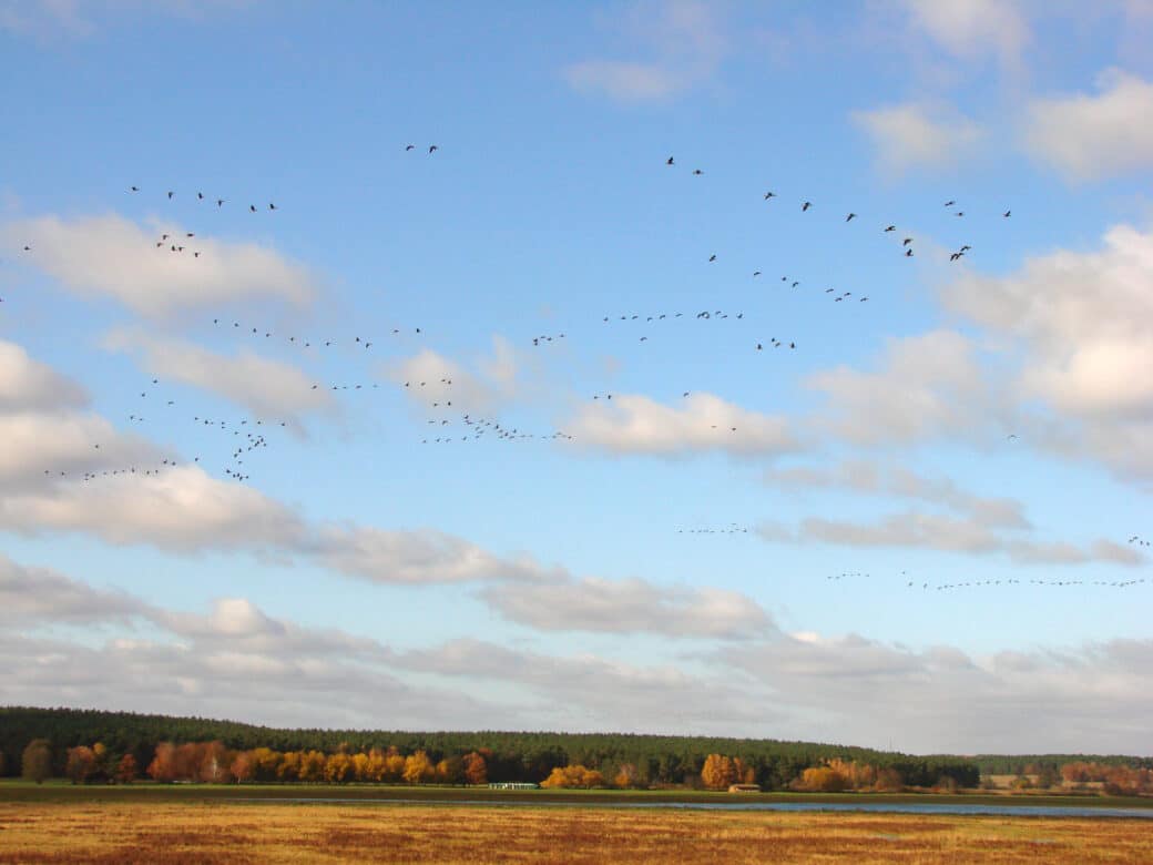 Abbildung: Das Foto zeigt vor blauem Himmel mit einigen Wolken einen Vogelschwarm über einem See. Hinter dem See liegt ein Nadelwald, vor dem eine Reihe Laubbäume mit herbstlich verfärbtem Laub zu sehen sind.