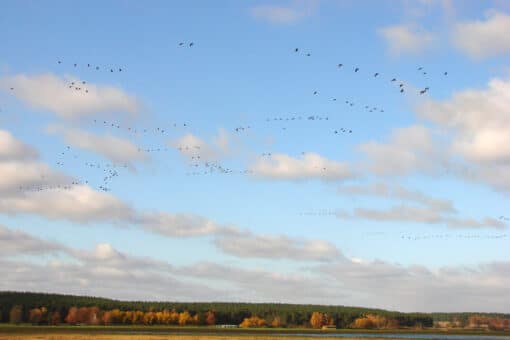 Figure: The photo shows a flock of birds over a lake against a blue sky with some clouds. Behind the lake is a coniferous forest, in front of which a row of deciduous trees with autumn colored foliage can be seen.
