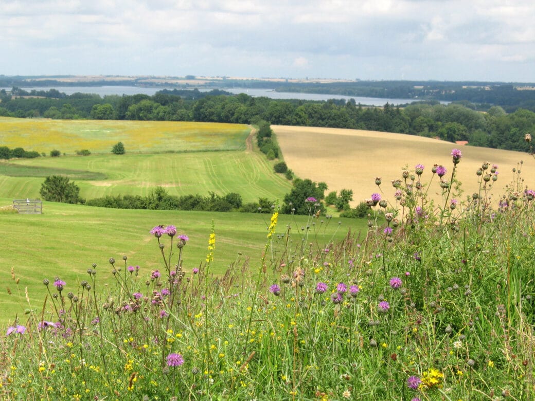 Illustration: The photo shows a landscape of meadows, fields, forests in summer and a lake in the distance. In the foreground of the picture there is tall grass and plants with pink and yellow flowers in it.
