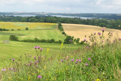 Illustration: The photo shows a landscape of meadows, fields, forests in summer and a lake in the distance. In the foreground of the picture there is tall grass and plants with pink and yellow flowers in it.