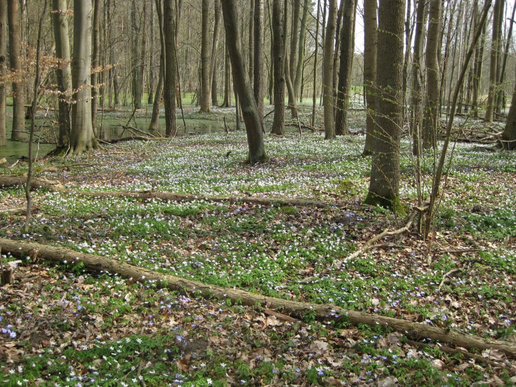 Abbildung: Das Foto zeigt einen unbelaubten Wald. Der Boden ist großflächig von niedrig wachsenden Pflanzen mit weißen und violetten Blüten bedeckt.