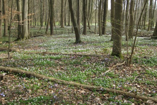 Abbildung: Das Foto zeigt einen unbelaubten Wald. Der Boden ist großflächig von niedrig wachsenden Pflanzen mit weißen und violetten Blüten bedeckt.