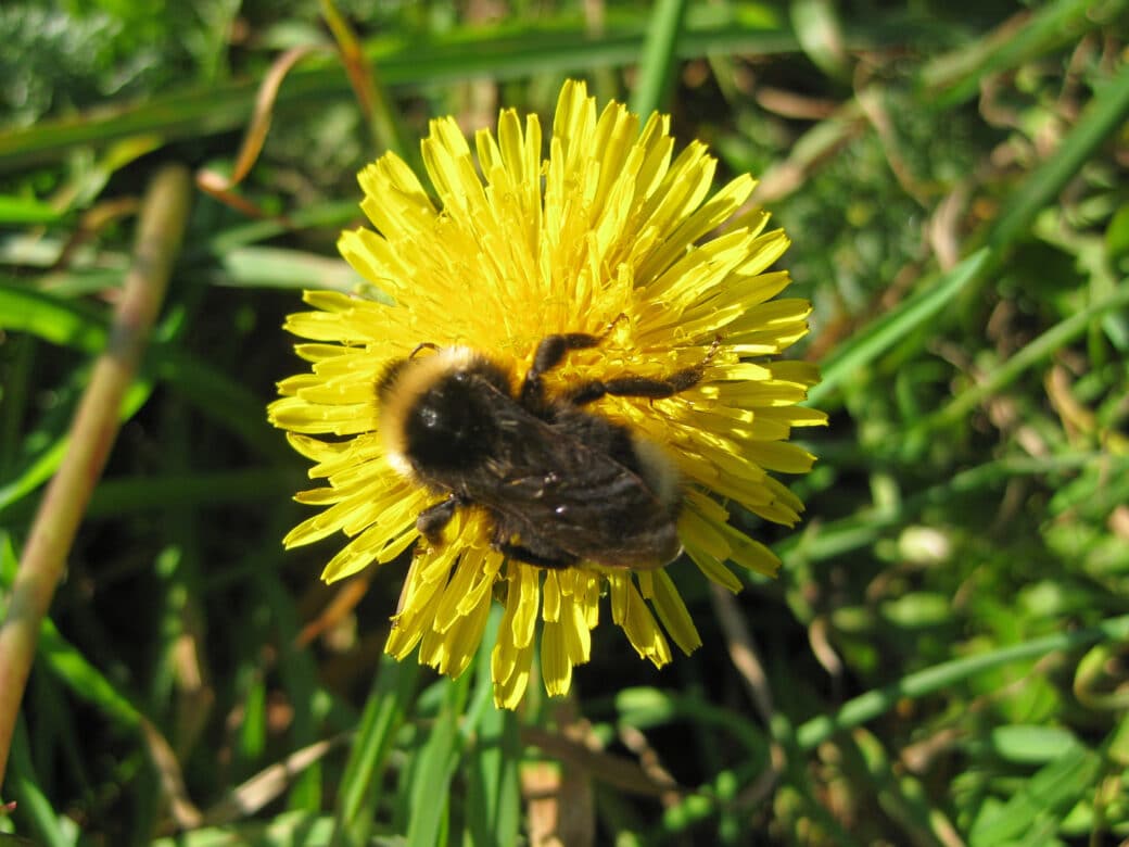 Figure: The photo shows a bumblebee on a yellow dandelion flower