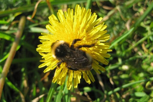 Figure: The photo shows a bumblebee on a yellow dandelion flower