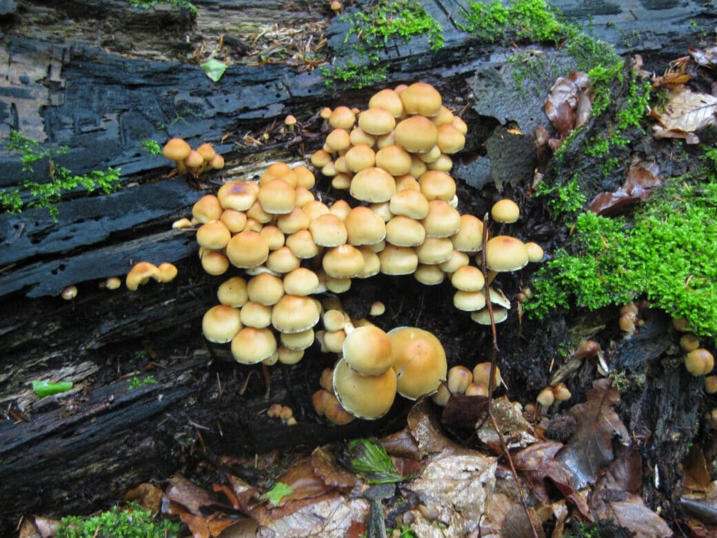 Figure: The photo shows a group of light brown mushrooms growing on a deadwood tree trunk.