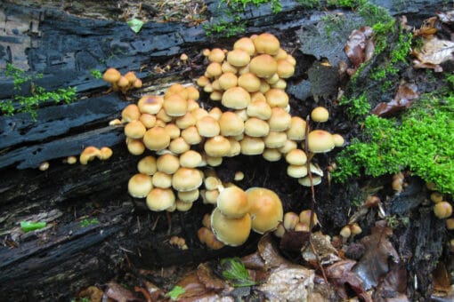 Figure: The photo shows a group of light brown mushrooms growing on a deadwood tree trunk.