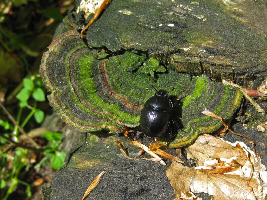 Abbildung: Das Foto zeigt einen schwarzen Laufkäfer auf einem Baumstumpf.