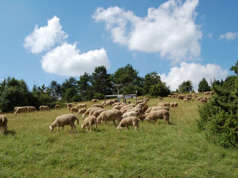 Abbildung: Das Foto zeigt unter blauem Himmel mit Wolken eine Wiese, auf der eine Schafherde grast. Im Hintergrund sind eine Klimamess-Station und Wacholderbäume zu sehen.