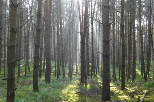 Biodiversitätsverlust – Insektensterben im Wald