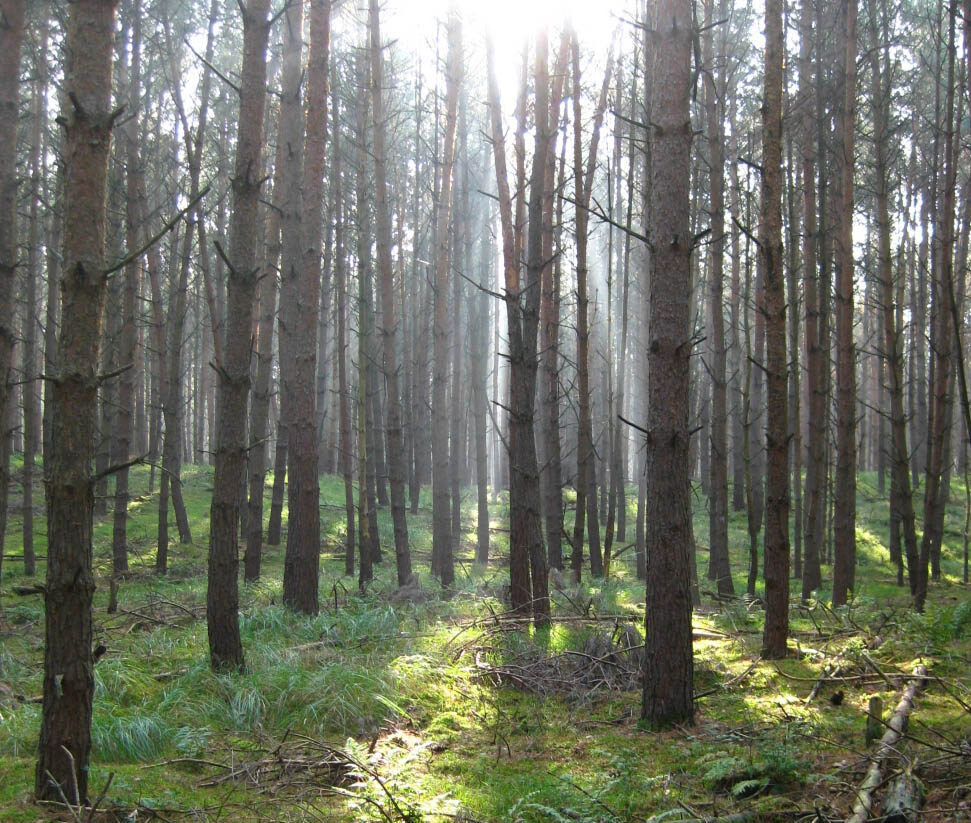 Biodiversitätsverlust – Insektensterben im Wald