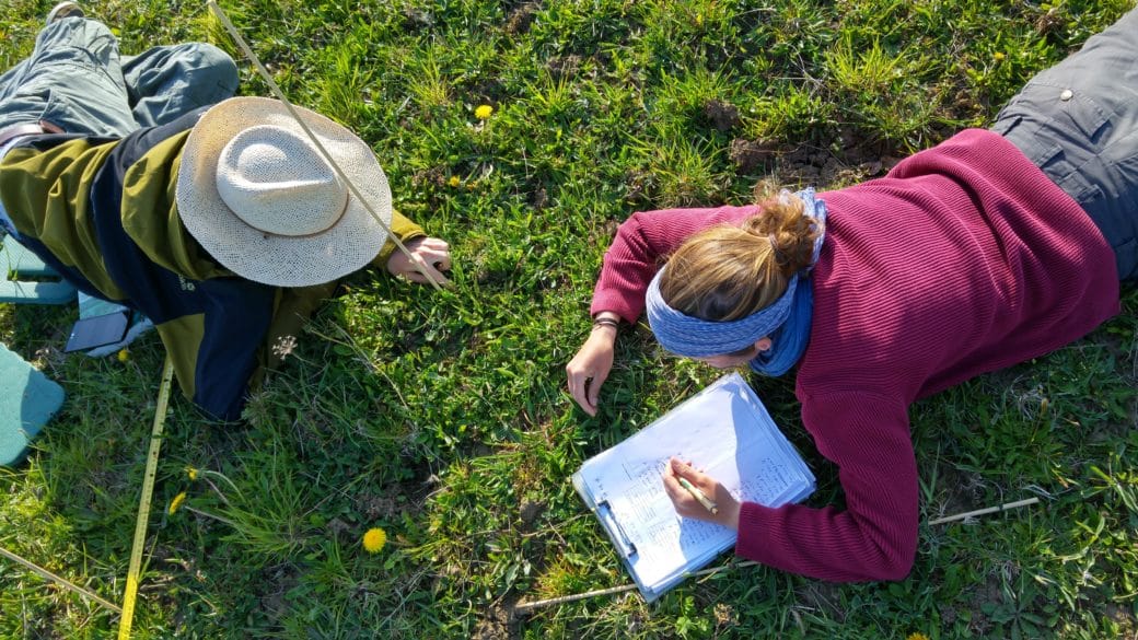 Picture: The photo shows, photographed from above, two young female scientists on the right and left of the picture, lying on a sunlit meadow and busy with the determination of seedlings. The female scientist on the right is noting something on paper in a clipboard lying on the ground in front of her. In front of the head of the female scientist on the left, a thin marking stick is stuck in the ground, next to her lies an unfolded folding ruler.