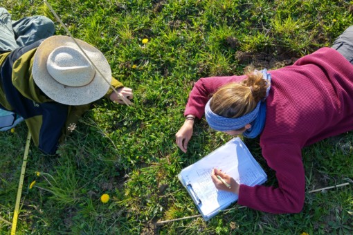 Picture: The photo shows, photographed from above, two young female scientists on the right and left of the picture, lying on a sunlit meadow and busy with the determination of seedlings. The female scientist on the right is noting something on paper in a clipboard lying on the ground in front of her. In front of the head of the female scientist on the left, a thin marking stick is stuck in the ground, next to her lies an unfolded folding ruler.