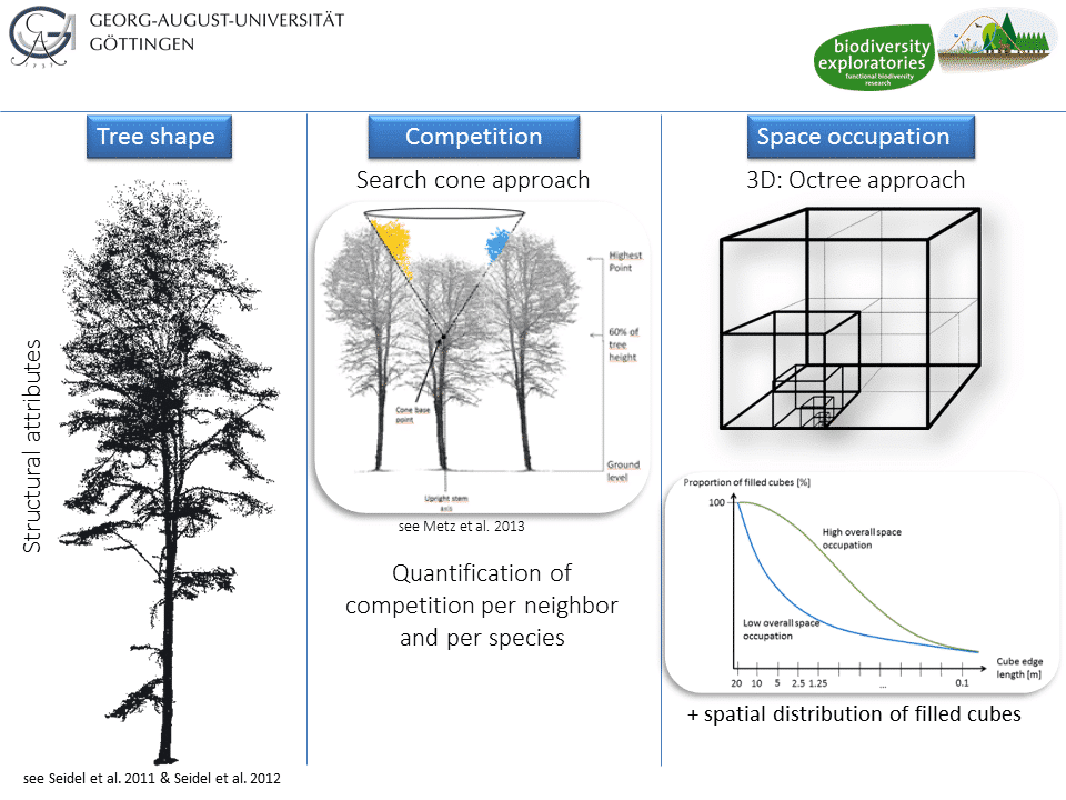 Picture: The collage shows three diagrams with representations of investigation methods. Figure 1 represents the structural attributes of the shapes of trees. Figure 2 represents the search cone approach to competition among trees. Figure 3 shows the three-dimensional octree approach to space occupancy.