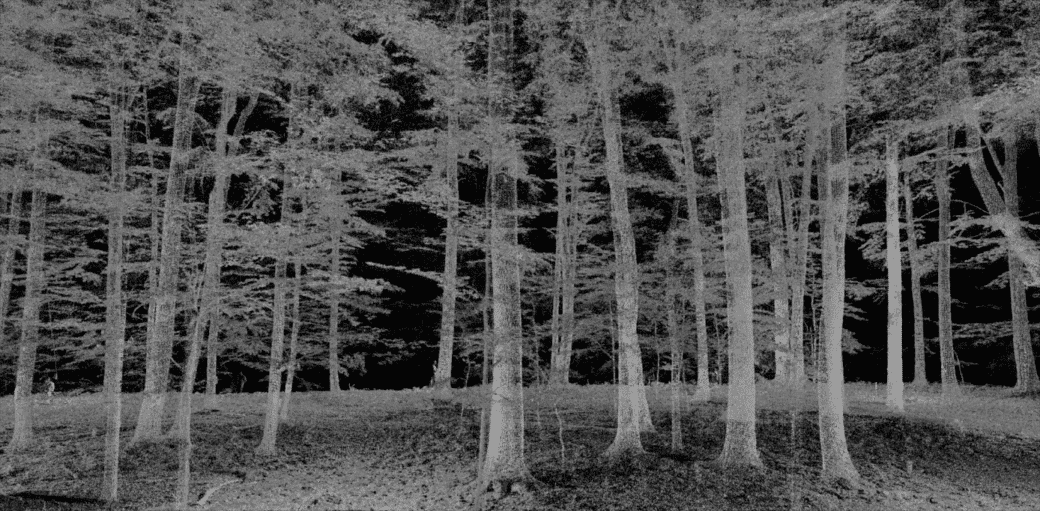 Picture: The black and white photo shows the negative image of a group of trees