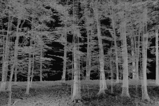 Abbildung: Das Schwarzweißfoto zeigt das Negativbild einer Baumgruppe.
