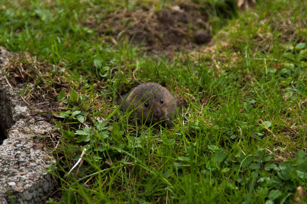 Abbildung: Das Foto zeigt auf einer Wiese im Gras das Exemplar einer Feldmaus, lateinisch Microtus arvalis.