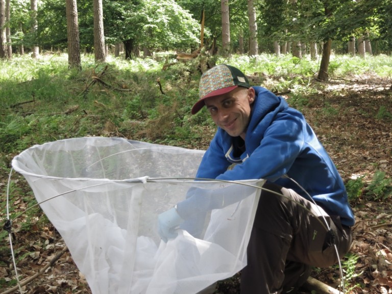 Abbildung: Das Foto zeigt in einem sommerlichen Wald den wissenschaftlichen Mitarbeiter Steffen Ferber beim Hantieren mit einer am Boden stehenden Streufalle. Die Streufalle besteht aus einem weißen Gaze-Sack, der in ein rundes Gestell aus dünnen Metallverstrebungen eingehängt ist. Der Durchmesser der Fallenöffnung beträgt circa sechzig bis siebzig Zentimeter.