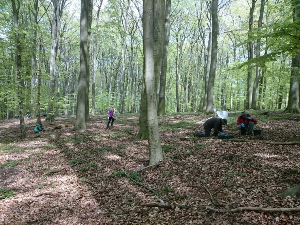 Abbildung: Das Foto zeigt vier Wissenschaftlerinnen und Wissenschaftler in einem Buchenwald im Frühling bei Entnahmen von Bodenproben.