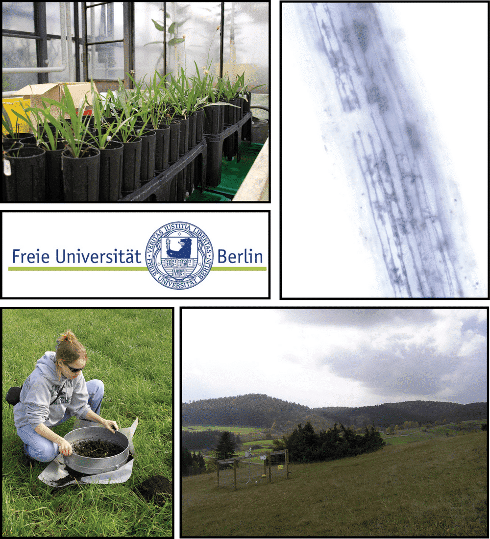 Picture: The collage contains the logo of Freie Universität Berlin and four photos. Photo 1 shows several rows of cylindrical black plastic containers in a greenhouse, each containing a single plant. Photo 2 shows the macro-image of the blue-grey appearing structure of an elongated part of a plant against a white background. Photo 3 shows a squatting young scientist on an unmown meadow, sifting soil in a large metal sieve. Underneath the sieve is a foil to collect the sieved material. Photo 4 shows a mown meadow on a slope. There is a fenced climate measuring station in the meadow, with a small group of shrubs and trees behind it. In the background of the picture are more meadows, groups of trees and on the horizon wooded hills under a cloudy sky.