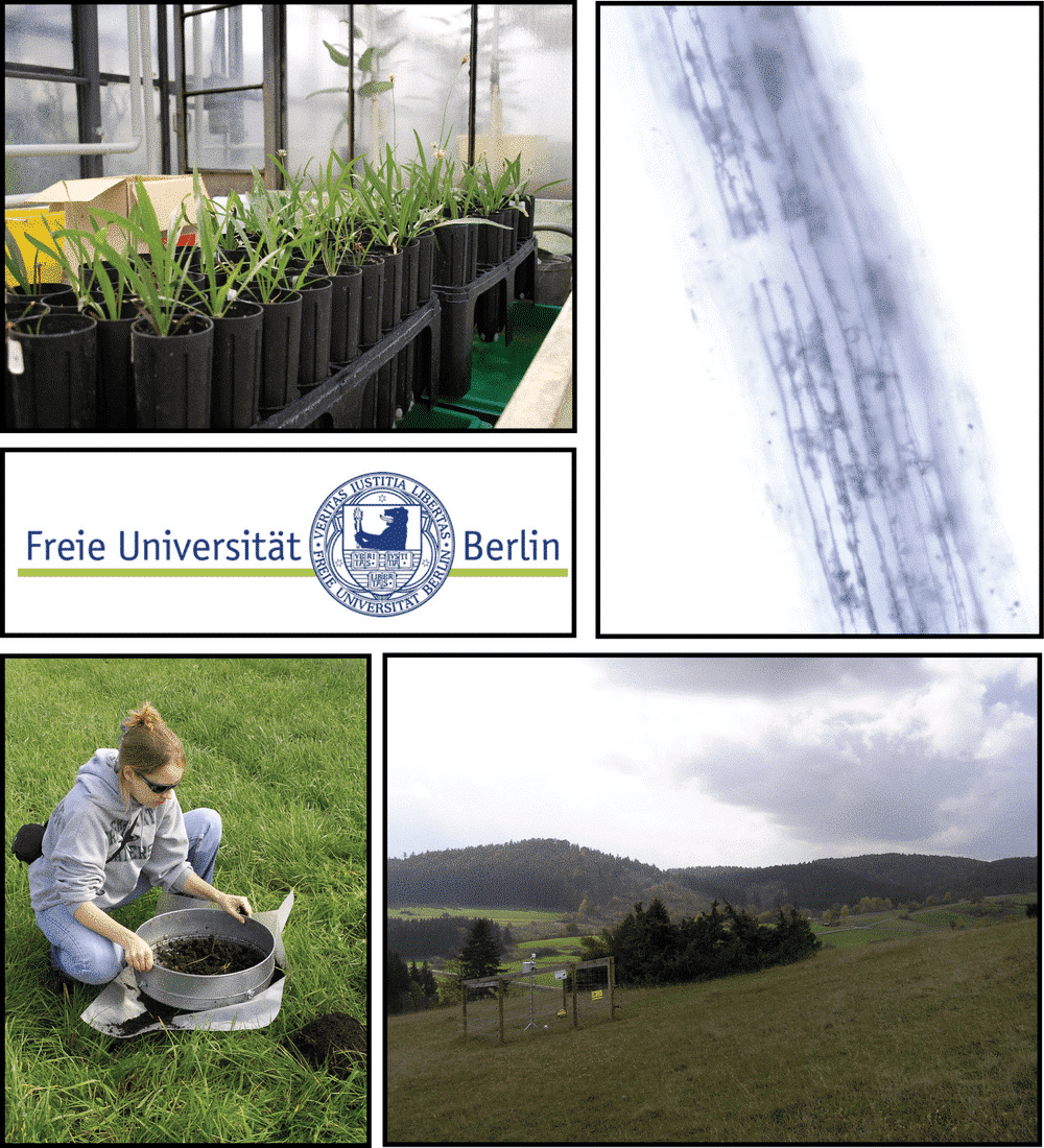 Abbildung: Die Collage enthält das Logo der Freien Universität Berlin und vier Fotos. Foto 1 zeigt in einem Gewächshaus mehrere Reihen zylindrischer schwarzer Kunststoffbehälter, in denen jeweils eine einzelne Pflanze wächst. Foto 2 zeigt vor weißem Hintergrund die Makro-Aufnahme der blaugrau erscheinenden Struktur eines länglichen Teils einer Pflanze. Foto 3 zeigt auf einer ungemähten Wiese eine hockende junge Wissenschaftlerin beim Sieben von Erde in einem großen Metallsieb. Unter dem Sieb liegt eine Folie zur Aufnahme des durchgesiebten Materials. Foto 4 zeigt eine gemähte Wiese an einem Hang. Auf der Wiese steht eine umzäunte Klimamess-Station, dahinter befindet sich eine kleine Gruppe von Sträuchern und Bäumen. Im Hintergrund des Bildes sind weitere Wiesen, Baumgruppen und am Horizont bewaldete Hügel unter einem bewölkten Himmel zu sehen.
