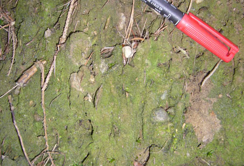 Picture: The photo shows the surface of a mossy soil crust with a felt-tip pen on the ground for size estimation.