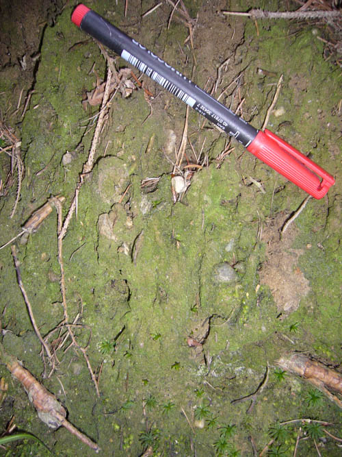 Abbildung: Das Foto zeigt mit Blick nach unten die Oberfläche einer bemoosten Bodenkruste. Zur Größen-Einschätzung liegt ein Filzschreiber auf dem Boden.