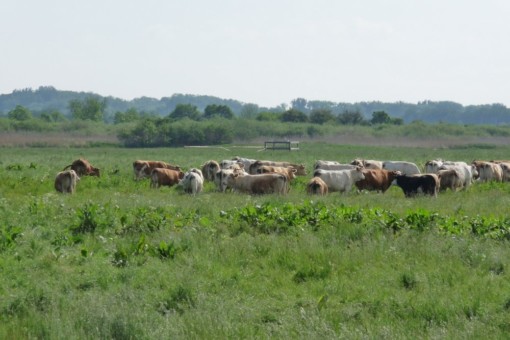 Abbildung: Das Foto zeigt eine Kuh-Herde auf einer Wiese im Sommer. Im Hintergrund sind Sträucher und bewaldete Hügel zu sehen.