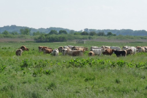 Picture: The photo shows a herd of cows in a meadow in summer, with shrubs and wooded hills in the background.